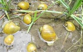 Cara Menghilangkan Racun Keong Sawah